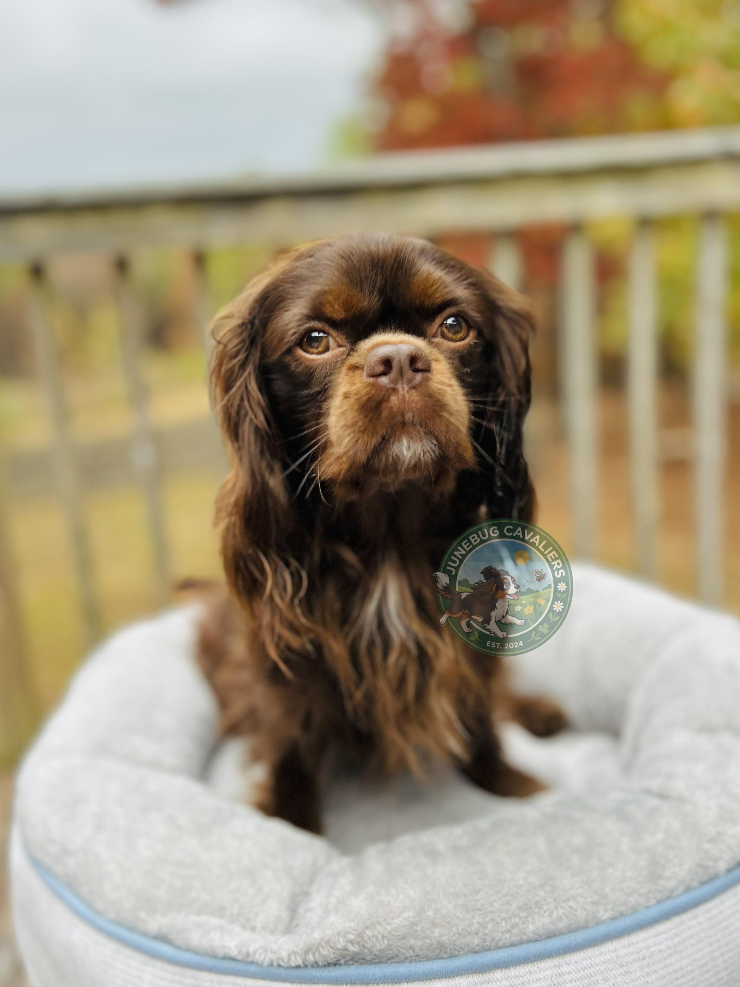 Tootsie