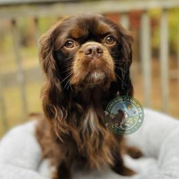 Tootsie - Cavalier King Charles Spaniel