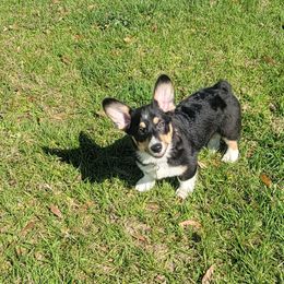 American Corgi and Pembroke Welsh Corgi Puppies from Koko's Kennels