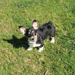 American Corgi and Pembroke Welsh Corgi Puppies from Koko's Kennels