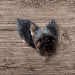 Stormy - Yorkshire Terrier