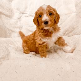 Goldendoodle Puppies from Ruby's Kit & Ka'Doodles