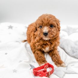 Tinsel - Red  female Goldendoodle puppy in Belton, South Carolina from Poodley Doodley Doo