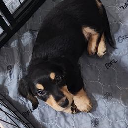 Dachshund Puppies from Faith & Grace Doxies
