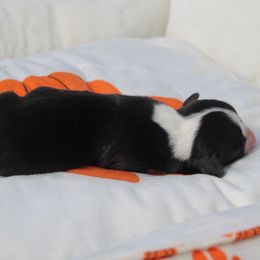 Espresso 'Espie' - Black and white female Cardigan Welsh Corgi puppy in Leonard, Texas from Southern Rose Corgis