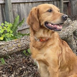 Oakley or AnnieO - Golden Retriever