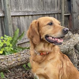 Oakley or AnnieO - Golden Retriever