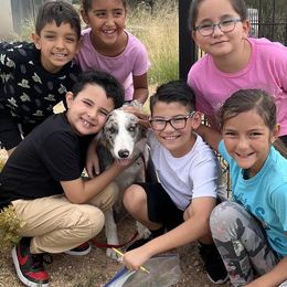 Border Collie Puppies from Bond Border Collies