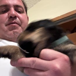 Green boy - Black and mahogany male Rottweiler puppy in Colorado Springs, Colorado from Von Locher Rotties