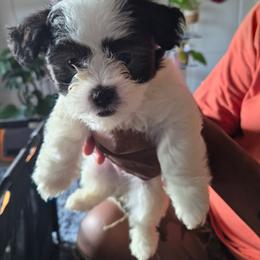 Oreo - Black & white male Maltipoo puppy in Richmond, Texas from Kirksey Texas Elite Maltidoodles