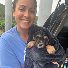 Sheepadoodle Puppies from Narrow Path Puppies