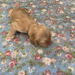 Girl 2 - female Cocker Spaniel puppy in Charleston, Tennessee from Nefer's Kennel