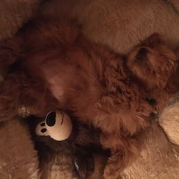 Goldendoodle Puppies from Rocks & Roses Doodles