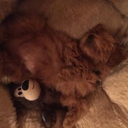 Goldendoodle Puppies from Rocks & Roses Doodles
