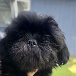 Silver - Black female Shih Tzu puppy in Crystal, Michigan from Hill Top shih-tzu