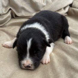 Caesar - Black male Border Collie puppy in Chattanooga, Tennessee from Ross Vegas Kennels