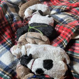 Goldendoodle puppies from Peachy Pine Goldendoodles