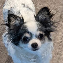 Annie - Chihuahua