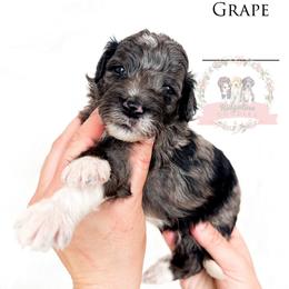 Male Pick Number 5 - Blue merle male Aussiedoodle puppy in Corydon, Indiana from Ridgeline Doodles