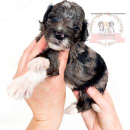 Male Pick Number 5 - Blue merle male Aussiedoodle puppy in Corydon, Indiana from Ridgeline Doodles