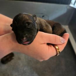 Doc - Fawn male Belgian Malinois puppy in Signal Mountain, Tennessee from Torgun Police Dogs