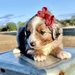 Teal collar - Blue merle female Miniature Australian Shepherd puppy in 32046, Florida from River Hill Ranch