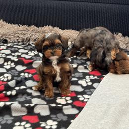Cavapoo and Maltipoo Puppies from Julie Chandler