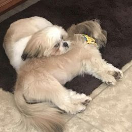 Shih Tzus from Michi Shih-Tzu