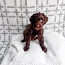 Biscuit - Chocolate male Goldendoodle puppy in Greencastle, Indiana from Willow & Co.
