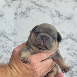 French Bulldog Puppies from Zoomie Time Frenchies