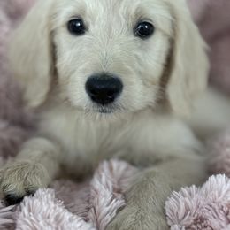 Goldendoodle, Golden Retriever, Poodle, and Shih Tzu Puppies from Platinum Paws Puppies