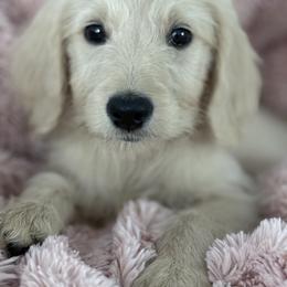 Goldendoodle, Golden Retriever, Poodle, and Shih Tzu Puppies from Platinum Paws Puppies