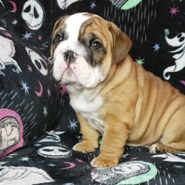 Bulldog Puppies from Illinois Bullies Kennel