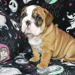Bulldog Puppies from Illinois Bullies Kennel