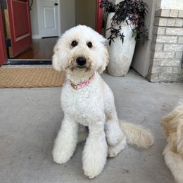 Goldendoodle All Grown Up from Doodles of the Brazos