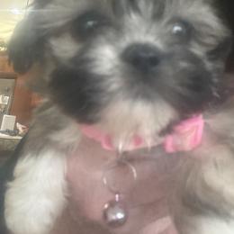 AKC girl 4 Hot pink - Parti female Lhasa Apso puppy in Chico, California from Lhasa Apsos of northern Ca . Biewer terriers of northern California