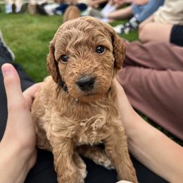 Goldendoodle Puppies from Fenna’s Goldendoodles