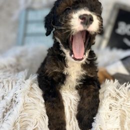 Cavapoo and Goldendoodle Puppies from Countyline Doodles LLC
