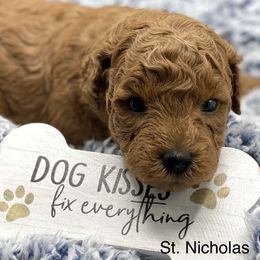 Cavapoo, Goldendoodle, and Poodle Puppies from Desert Valley Doodles