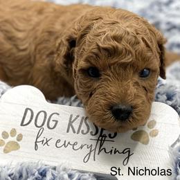 Cavapoo, Goldendoodle, and Poodle Puppies from Desert Valley Doodles