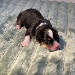 Tulip - Black tri-color female Australian Shepherd puppy in Salinas, California from AA Aussies