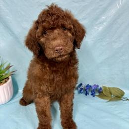 Jake - Red & white male Miniature Australian Shepherd puppy in Marshall, Arkansas from Buffalo River Puppies