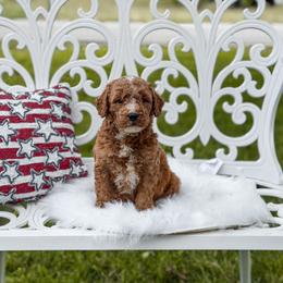 Dark blue collar boy - Red  male Goldendoodle puppy in Spokane, Washington from Dream Doodles in Spokane WA