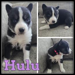 Hulu - Black and white female Siberian Husky puppy in Wheeler, Michigan from Haase Family Kennels