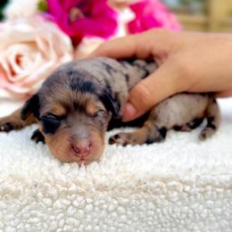 Hades - Blue merle male Aussiedoodle puppy in Norco, California from DLT MiniAussie
