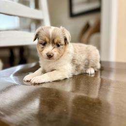 Red - Blue merle female Toy Australian Shepherd puppy in Payson, Utah from Spring Creek Aussies + Corgis