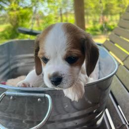 Petie Joe - Black white and tan male Beagle puppy in Harrison, Arkansas from Leslie Beagles of Leslie Farm