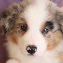 Churro - Blue merle Australian Shepherd puppy in Hurricane, Utah from Coral Sun Aussies