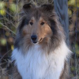Collies from Glenelg Collies