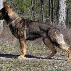 German Shepherds from Struenebach kennel